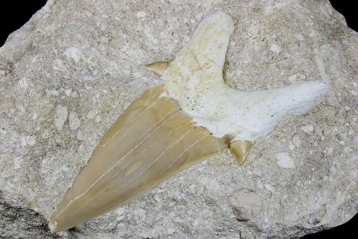 Eocene Otodus Shark Tooth Fossil in Rock - Huge Tooth! #171278